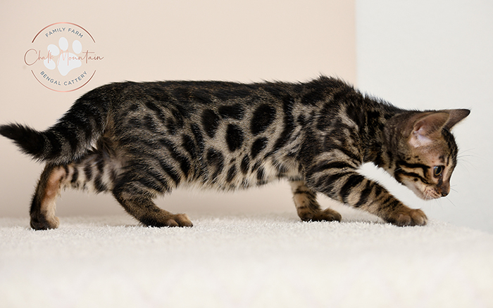 Bengal kitten for sale